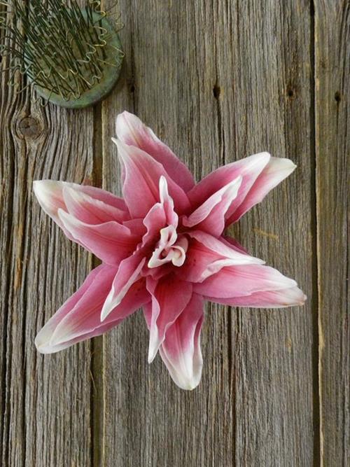 Wholesale Double Bloom Rose Lily Bicolor White/Pink Oriental Lilies